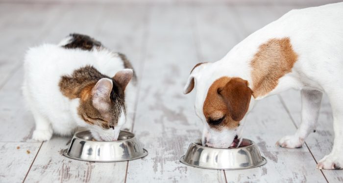 ¿Qué leemos cuando nos fijamos en el etiquetado de los alimentos para mascotas? ¿Qué leemos cuando nos fijamos en el etiquetado de los alimentos para mascotas?