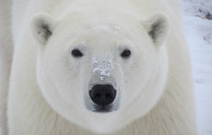 Día Internacional del oso polar: un ícono del impacto del cambio climático Día Internacional del oso polar: un ícono del impacto del cambio climático
