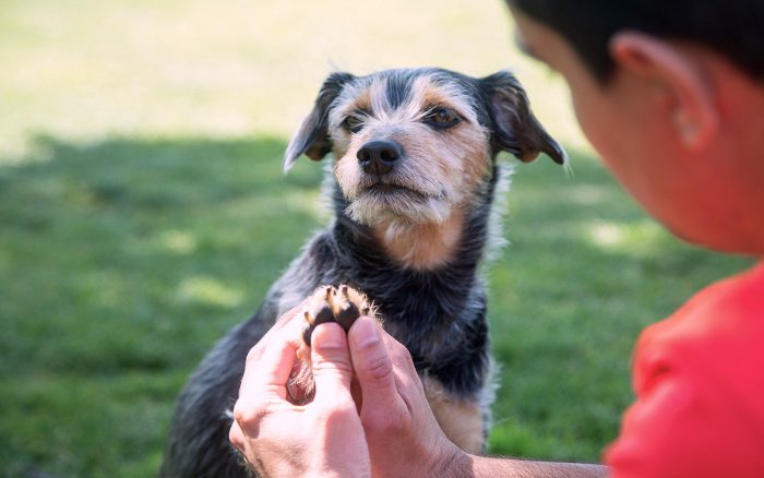 Importantes razones de por qué no hay que usar productos humanos en nuestras mascotas Importantes razones de por qué no hay que usar productos humanos en nuestras mascotas