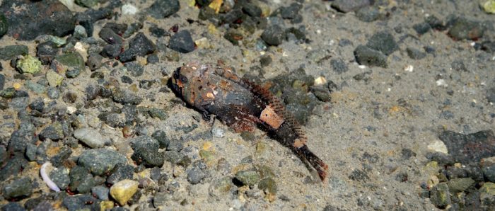 Estudio reafirma imposibilidad de sobrevivencia de pez antártico al cambio climático Estudio reafirma imposibilidad de sobrevivencia de pez antártico al cambio climático