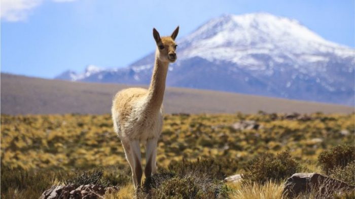 El superfertilizante natural que le permitió a una civilización preincaica prosperar en el árido desierto de Atacama en Chile El superfertilizante natural que le permitió a una civilización preincaica prosperar en el árido desierto de Atacama en Chile