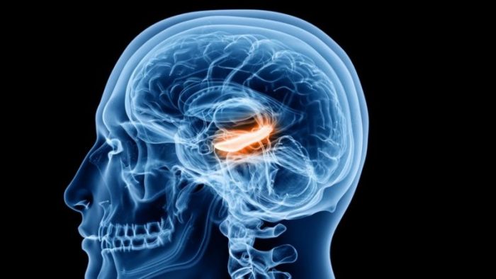 Qué son las «células del tiempo», la clave para ordenar nuestros recuerdos detectadas por primera vez en humanos Qué son las «células del tiempo», la clave para ordenar nuestros recuerdos detectadas por primera vez en humanos