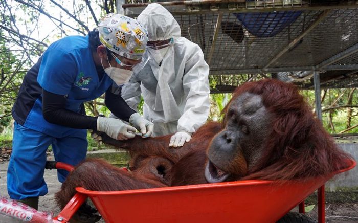 Simios de un zoológico de EEUU son los primeros animales en recibir vacuna anticovid Simios de un zoológico de EEUU son los primeros animales en recibir vacuna anticovid