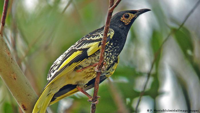 Un pájaro en peligro de extinción se está olvidando del canto que usa para procrear Un pájaro en peligro de extinción se está olvidando del canto que usa para procrear