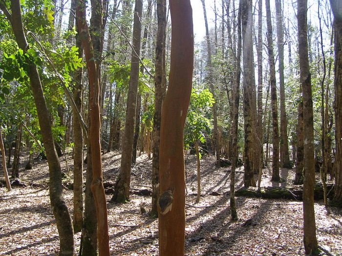 Ley de Cambio Climático y monocultivos forestales Ley de Cambio Climático y monocultivos forestales