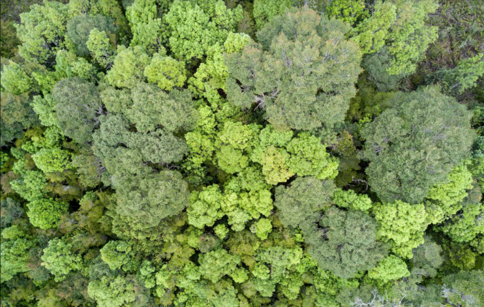 Día Internacional de los Bosques: El abandono del Chile Verde Día Internacional de los Bosques: El abandono del Chile Verde