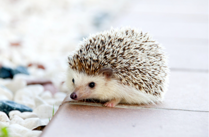 Algunos productos de limpieza de tu hogar podrían estar dañando a tu mascota Algunos productos de limpieza de tu hogar podrían estar dañando a tu mascota