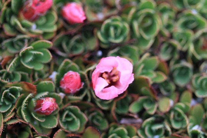 Flor del corral de piedra: una nueva especie de planta descubierta en la Región del Ñuble Flor del corral de piedra: una nueva especie de planta descubierta en la Región del Ñuble