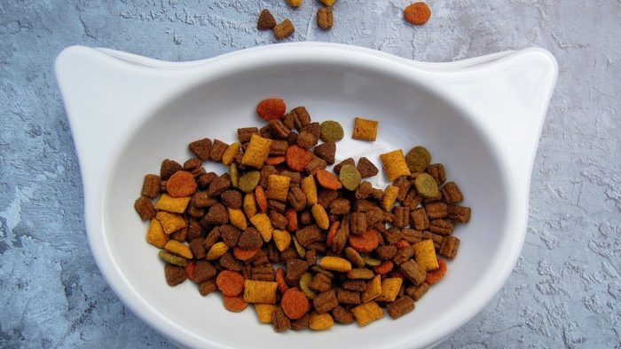 Sernac exigirá compensaciones para dueños de gatos afectados por lotes de alimentos Sernac exigirá compensaciones para dueños de gatos afectados por lotes de alimentos
