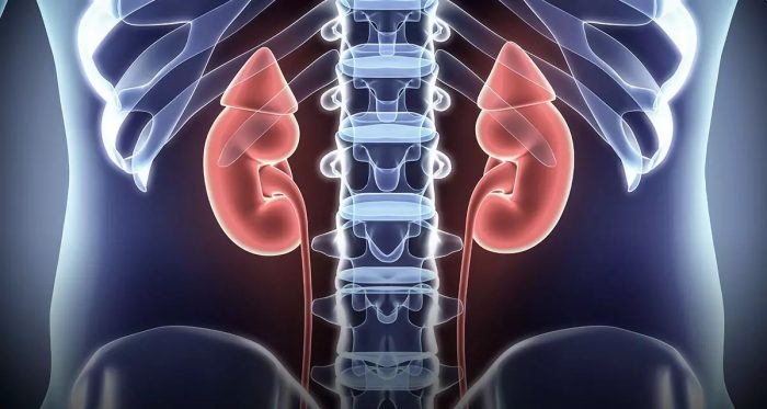 La importancia de la salud renal en tiempos de pandemia La importancia de la salud renal en tiempos de pandemia
