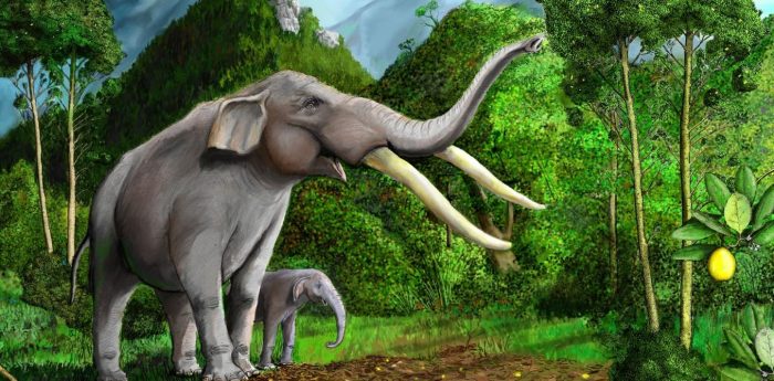La extinción de la megafauna chilena dejó a este árbol sin ayuda para dispersar sus semillas La extinción de la megafauna chilena dejó a este árbol sin ayuda para dispersar sus semillas