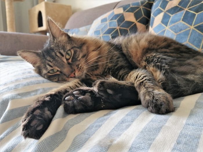 Mes de los gatos Mes de los gatos