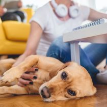 ¿Cómo lidiar con la ansiedad de las mascotas en casa con el aumento de las cuarentenas?