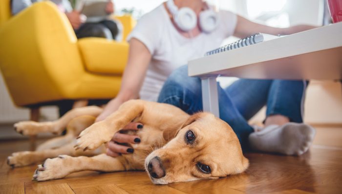 ¿Cómo lidiar con la ansiedad de las mascotas en casa con el aumento de las cuarentenas? ¿Cómo lidiar con la ansiedad de las mascotas en casa con el aumento de las cuarentenas?