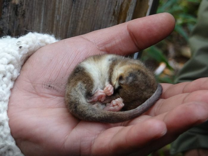 La importancia del monito del monte para la fauna silvestre nacional La importancia del monito del monte para la fauna silvestre nacional