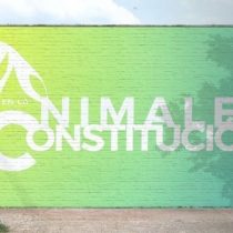Casi 300 candidatos constituyentes se han adherido a la campaña #AnimalesEnLaConstitución