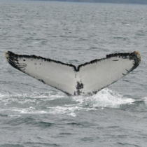 Nuevamente muere una ballena jorobada en Magallanes