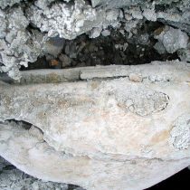 Encuentran caballo de 13 mil años  oculto bajo salar altiplánico