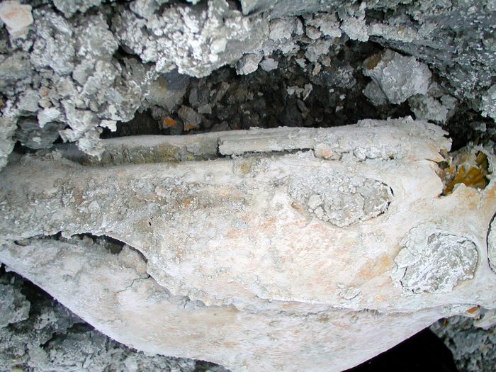 Encuentran caballo de 13 mil años oculto bajo salar altiplánico Encuentran caballo de 13 mil años oculto bajo salar altiplánico