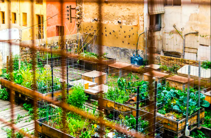 Huertos urbanos para mejorar la calidad de vida en las ciudades Huertos urbanos para mejorar la calidad de vida en las ciudades