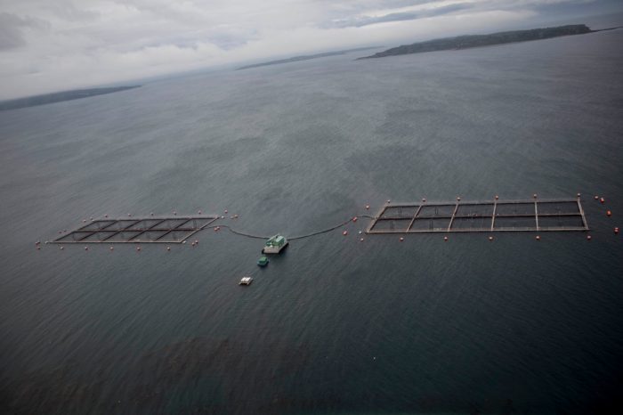 Consternación por “marea café” que provoca muerte masiva de salmones y desastre ambiental en Aysén y Los Lagos Consternación por “marea café” que provoca muerte masiva de salmones y desastre ambiental en Aysén y Los Lagos