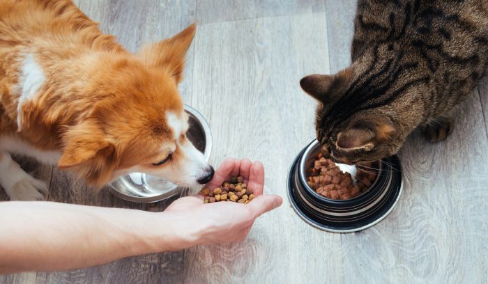 ¿Pueden las mascotas comer lo mismo que sus dueños?
