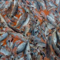 Muerte masiva de peces pone a la industria salmonera chilena en la mira