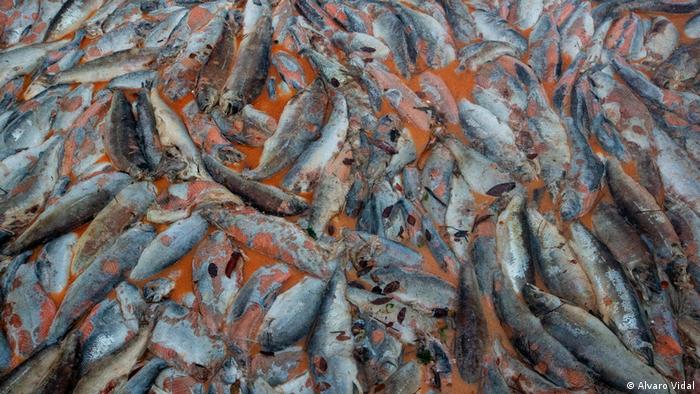Muerte masiva de peces pone a la industria salmonera chilena en la mira Muerte masiva de peces pone a la industria salmonera chilena en la mira