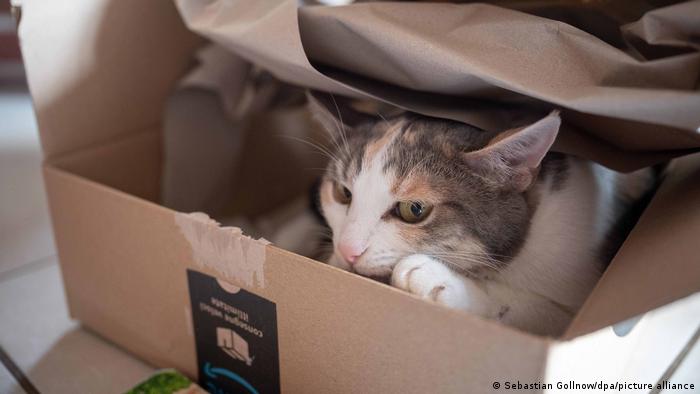 Por qué a los gatos les encanta sentarse en cajas, incluso falsas, según la ciencia Por qué a los gatos les encanta sentarse en cajas, incluso falsas, según la ciencia