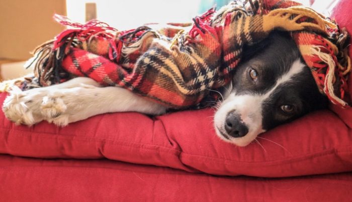 Se acerca el invierno: cómo proteger a las mascotas del frío