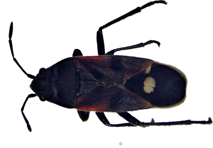 Descubren nueva especie de chinche en la Patagonia y lo bautizan como personaje de “Star Wars” Descubren nueva especie de chinche en la Patagonia y lo bautizan como personaje de “Star Wars”