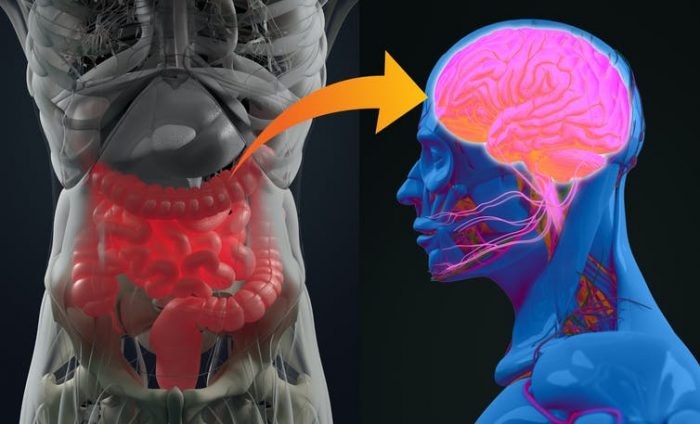 La estrecha relación entre la microbiota intestinal y la enfermedad de Parkinson La estrecha relación entre la microbiota intestinal y la enfermedad de Parkinson