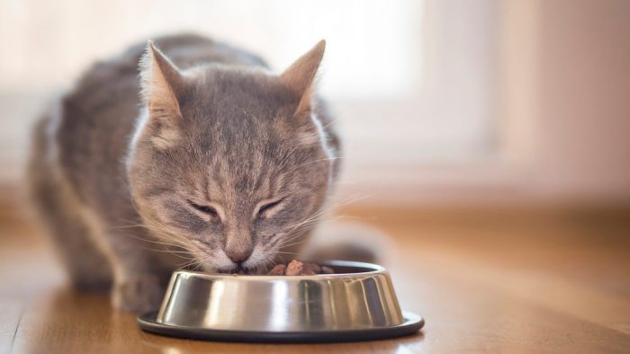 Felinnes lanza innovadora línea de alimentos certificada, que busca cuidar y proteger a tu gato Felinnes lanza innovadora línea de alimentos certificada, que busca cuidar y proteger a tu gato