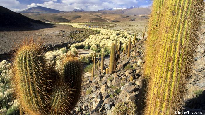 Descubren en Italia más de mil cactus raros extraídos ilegalmente de Chile Descubren en Italia más de mil cactus raros extraídos ilegalmente de Chile