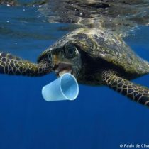 El 80 % de la basura del mar proviene de productos plásticos como bolsas y botellas