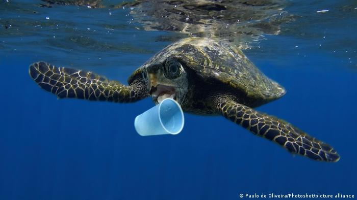 El 80 % de la basura del mar proviene de productos plásticos como bolsas y botellas El 80 % de la basura del mar proviene de productos plásticos como bolsas y botellas