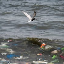 Día Mundial de los Océanos: “Encontramos plástico desde el Ártico hasta la Antártida, es urgente ayudar a los océanos cambiando nuestros hábitos de consumo”