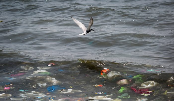 Día Mundial de los Océanos: “Encontramos plástico desde el Ártico hasta la Antártida, es urgente ayudar a los océanos cambiando nuestros hábitos de consumo”