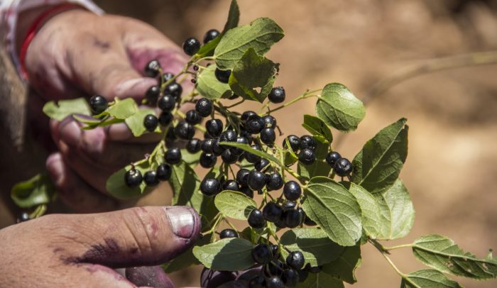 Maqui: el alimento tradicional también puede producirse en la zona centro Maqui: el alimento tradicional también puede producirse en la zona centro