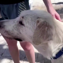 Perros de apoyo emocional consuelan a familias de desaparecidos tras derrumbe de edificio en Miami