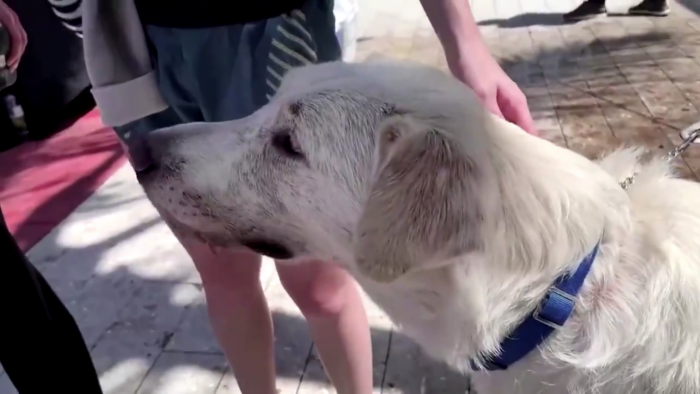 Perros de apoyo emocional consuelan a familias de desaparecidos tras derrumbe de edificio en Miami