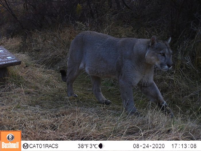 Monitorean con cámaras trampa la interacción de pumas en áreas de uso público en el Parque Nacional Patagonia Monitorean con cámaras trampa la interacción de pumas en áreas de uso público en el Parque Nacional Patagonia