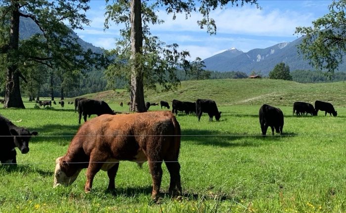 La reivindicación de las carnes rojas: su rol en la salud humana La reivindicación de las carnes rojas: su rol en la salud humana