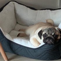 Vacunas en mascotas: parte fundamental de la tenencia responsable