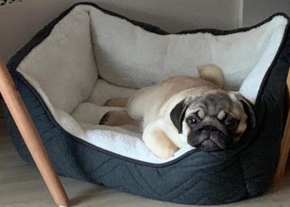 Vacunas en mascotas: parte fundamental de la tenencia responsable Vacunas en mascotas: parte fundamental de la tenencia responsable