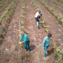 El esfuerzo y dedicación de viñateros emergentes que buscan posicionar los vinos de La Araucanía en Chile y el mundo