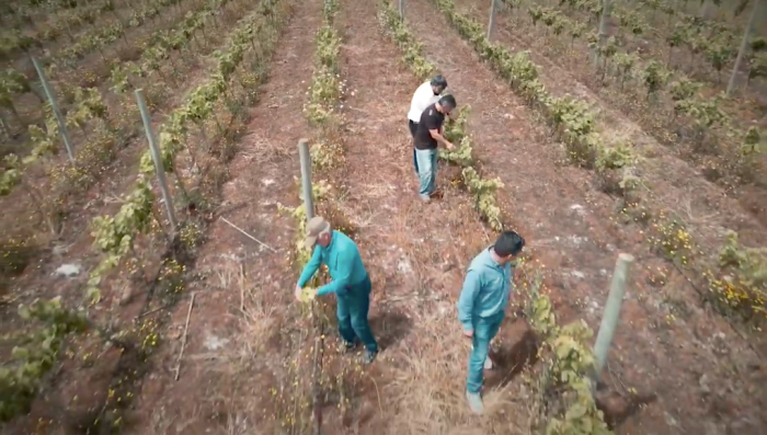 El esfuerzo y dedicación de viñateros emergentes que buscan posicionar los vinos de La Araucanía en Chile y el mundo El esfuerzo y dedicación de viñateros emergentes que buscan posicionar los vinos de La Araucanía en Chile y el mundo