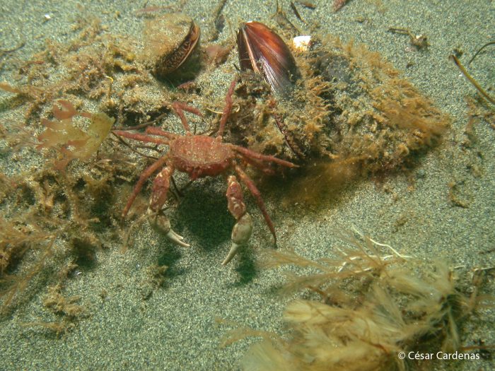 ¿Un próximo invasor? El cangrejo del sur podría establecerse en la Antártica el 2100 ¿Un próximo invasor? El cangrejo del sur podría establecerse en la Antártica el 2100