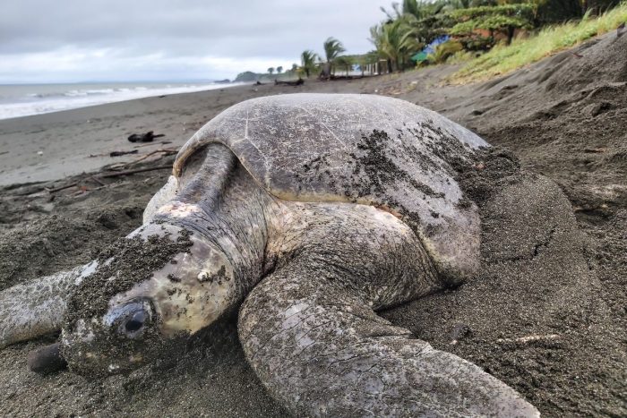 Siete países se unirán en proyecto chileno que busca estudiar la basura para la conservación de las tortugas marinas en América Latina Siete países se unirán en proyecto chileno que busca estudiar la basura para la conservación de las tortugas marinas en América Latina