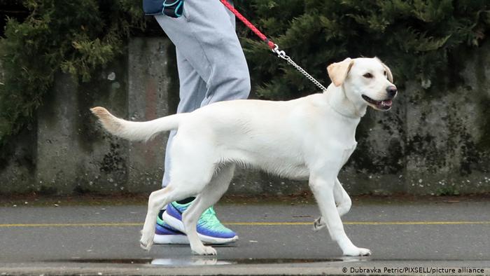 La domesticación mejoró las habilidades mentales de los perros para entender a los humanos La domesticación mejoró las habilidades mentales de los perros para entender a los humanos